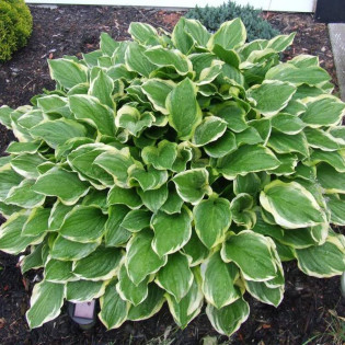 Funkia So Sweet Hosta