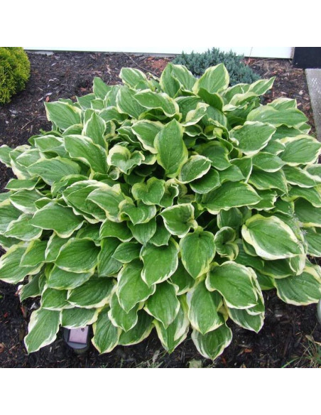 Funkia So Sweet Hosta