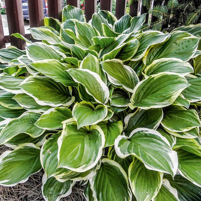 Hosta Funkia So Sweet