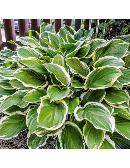 Hosta Funkia So Sweet