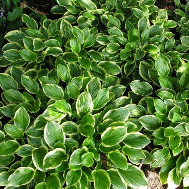 So Sweet Funkia Hosta