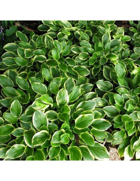 So Sweet Funkia Hosta