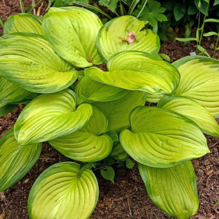 Stained Glass Funkia Hosta 2