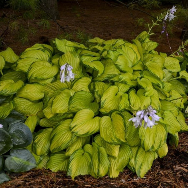 Stained Glass Funkia Hosta