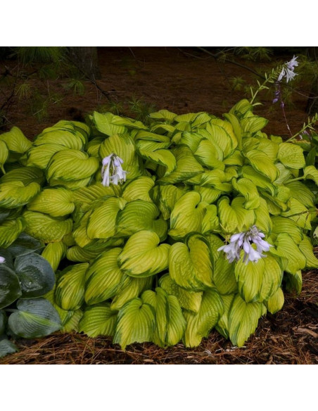 Stained Glass Funkia Hosta