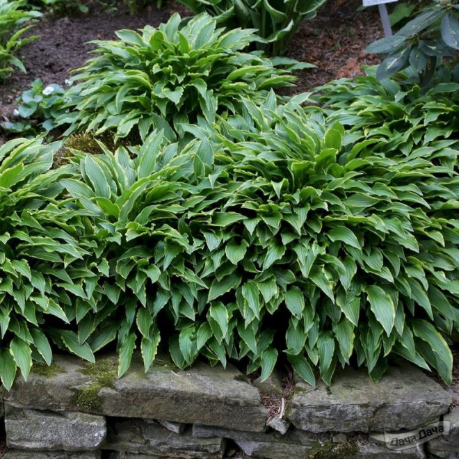 Hosta Funkia Stiletto