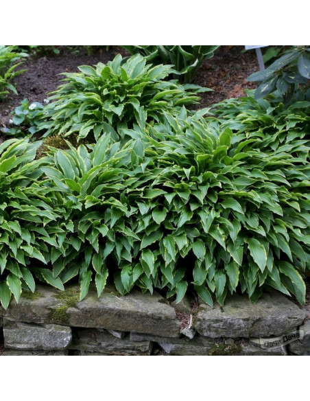 Hosta Funkia Stiletto