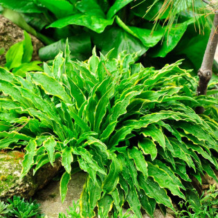 Hosta Funkia Stiletto 2