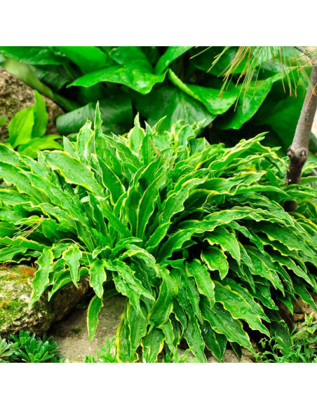 Funkia Stiletto Hosta