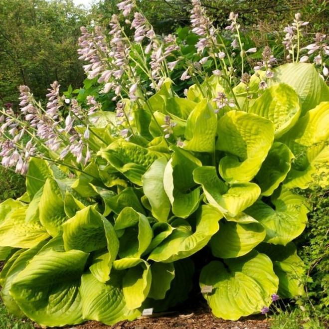 Hosta Funkia Sum and Substance