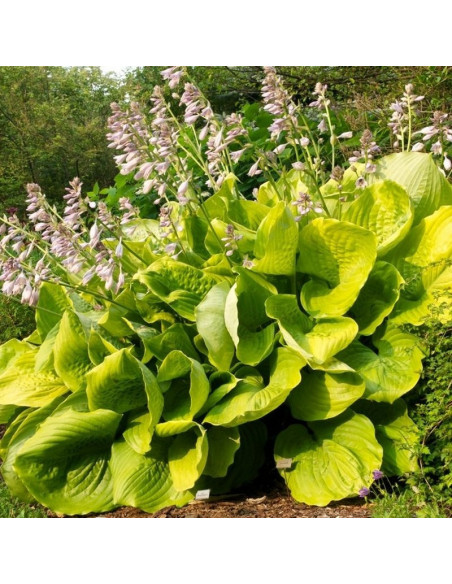 Hosta Funkia Sum and Substance