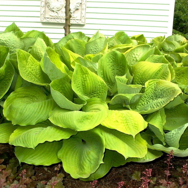 Funkia Sum and Substance Hosta