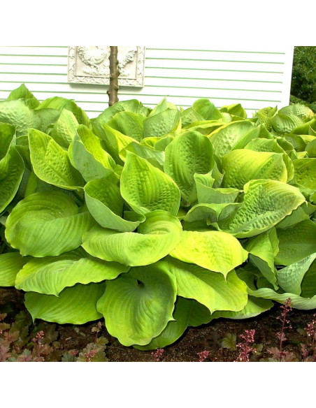 Funkia Sum and Substance Hosta