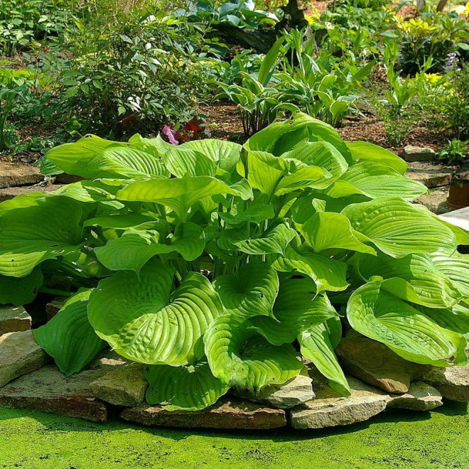 Sum and Substance Funkia Hosta