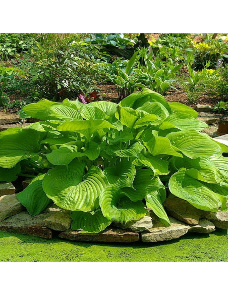 Sum and Substance Funkia Hosta