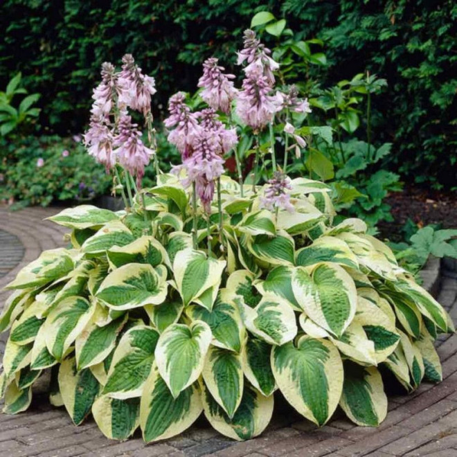 Funkia Wide Brim Hosta