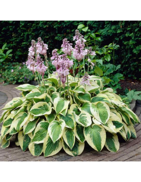 Funkia Wide Brim Hosta