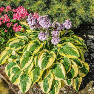 Wide Brim Funkia Hosta