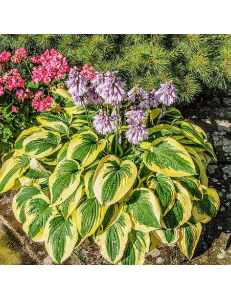 Wide Brim Funkia Hosta