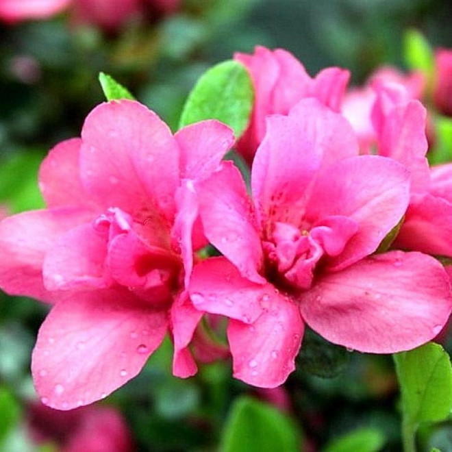 Azalia japońska Rokoko Rhododendron obtusum