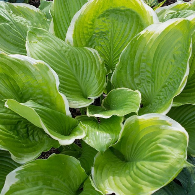 Funkia Winter Snow Hosta