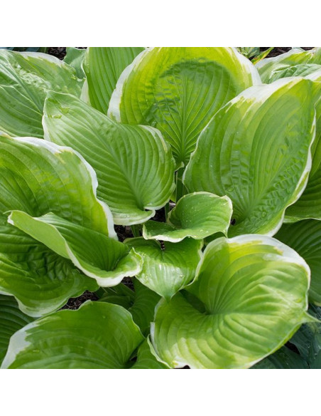Funkia Winter Snow Hosta