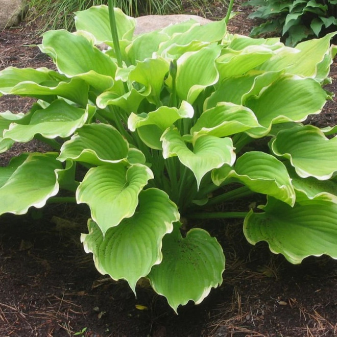 Winter Snow Funkia Hosta