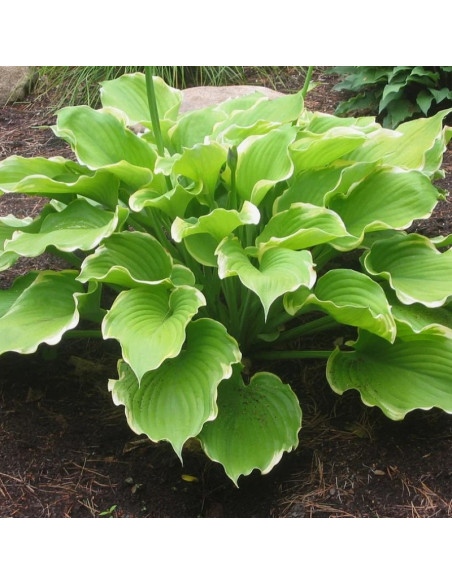 Winter Snow Funkia Hosta
