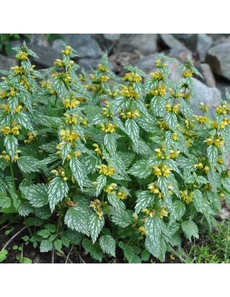 Gajowiec żółty Florentinum Lamiastrum galeobdolon
