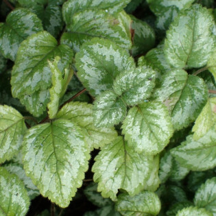 Gajowiec żółty Florentinum Lamiastrum galeobdolon 2