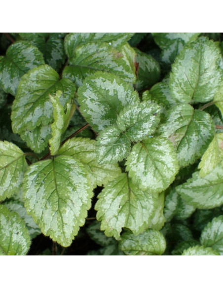 Lamiastrum galeobdolon Gajowiec żółty Florentinum