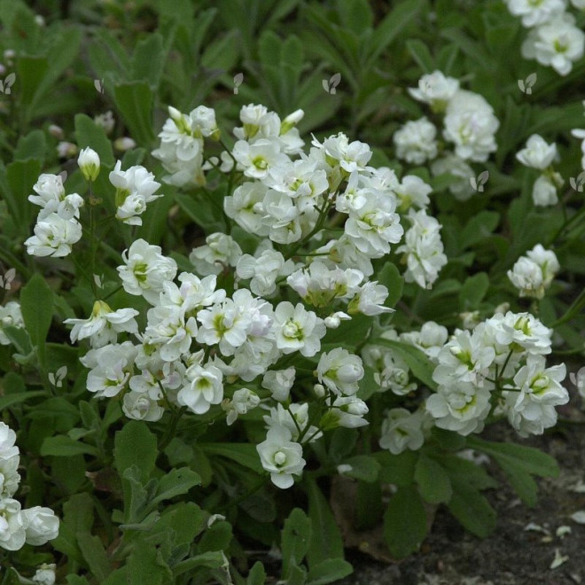 Gęsiówka kaukaska Variegata Arabis caucasica