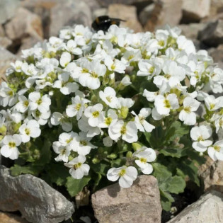 Gęsiówka kaukaska Variegata Arabis caucasica 2