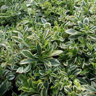 Gęsiówka macedońska Old Gold Arabis ferdinandi-coburgii 2