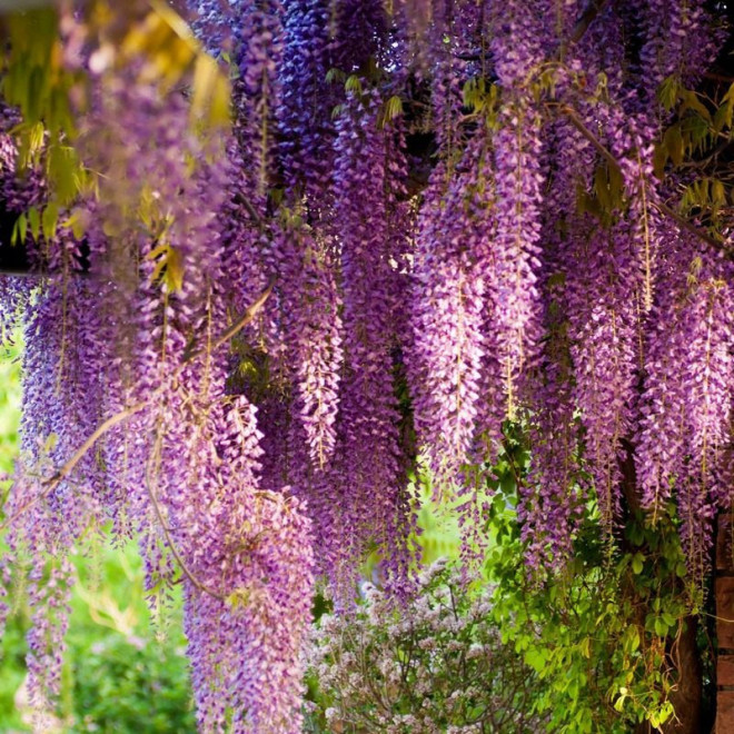 Glicynia chińska Rosea Wisteria sinensis