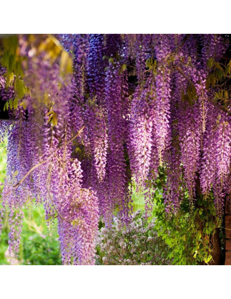 Glicynia chińska Rosea Wisteria sinensis