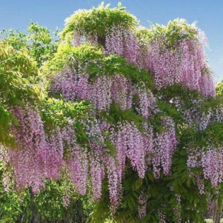 Glicynia chińska Rosea Wisteria sinensis 2