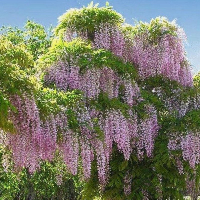 Rosea Glicynia chińska Wisteria sinensis