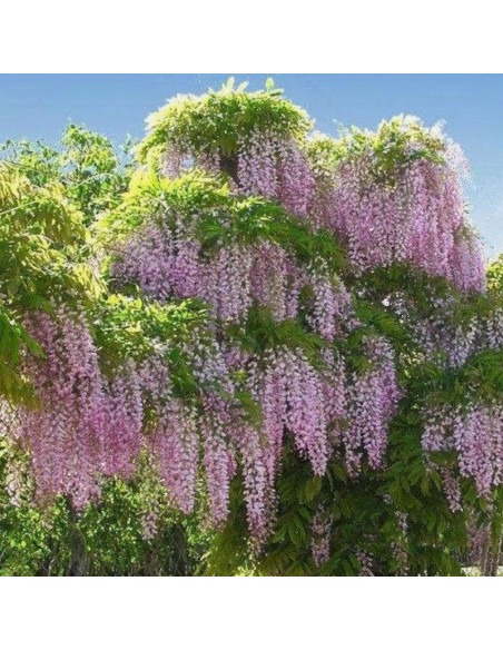 Rosea Glicynia chińska Wisteria sinensis