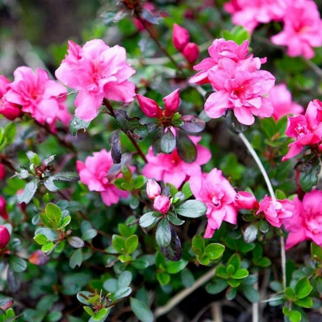 Rhododendron obtusum Azalia japońska Rokoko