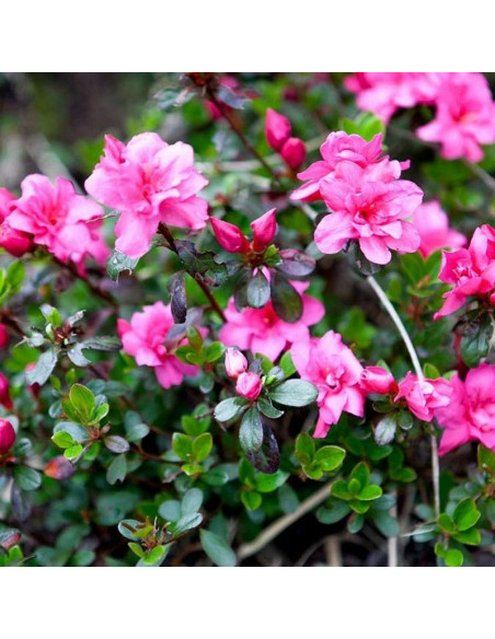 Rhododendron obtusum Azalia japońska Rokoko