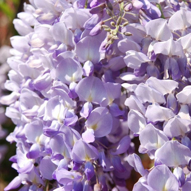 Glicynia chińska Blau Wisteria sinensis