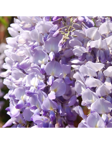Glicynia chińska Blau Wisteria sinensis