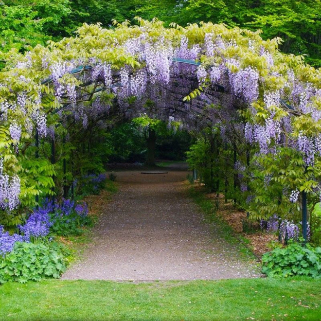 chińska Blau Glicynia Wisteria sinensis