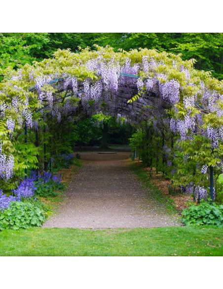 chińska Blau Glicynia Wisteria sinensis