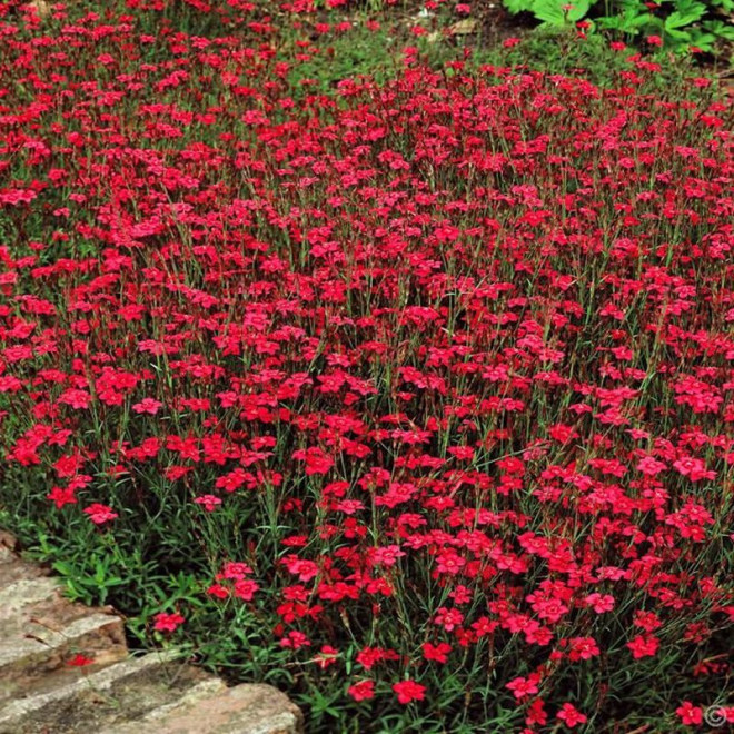 Goździk kropkowany Flashing Light Dianthus deltoides