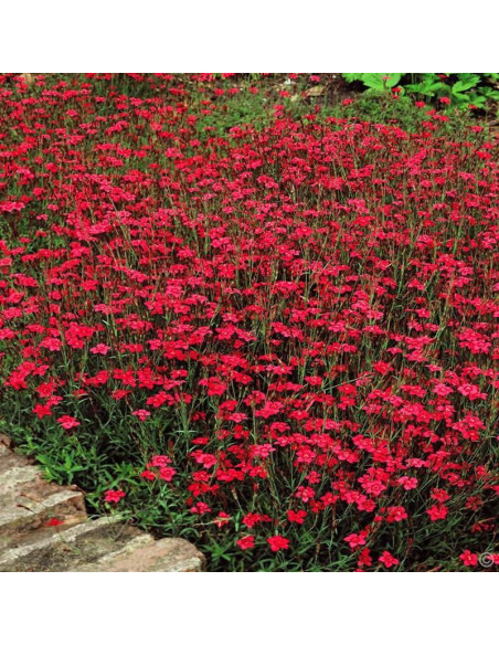 Goździk kropkowany Flashing Light Dianthus deltoides