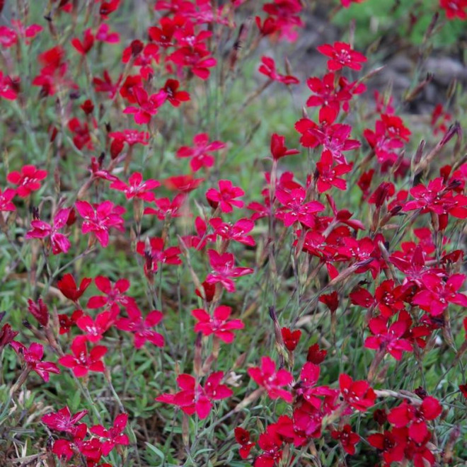 Flashing Light Goździk kropkowany Dianthus deltoides
