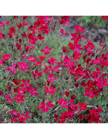 Flashing Light Goździk kropkowany Dianthus deltoides
