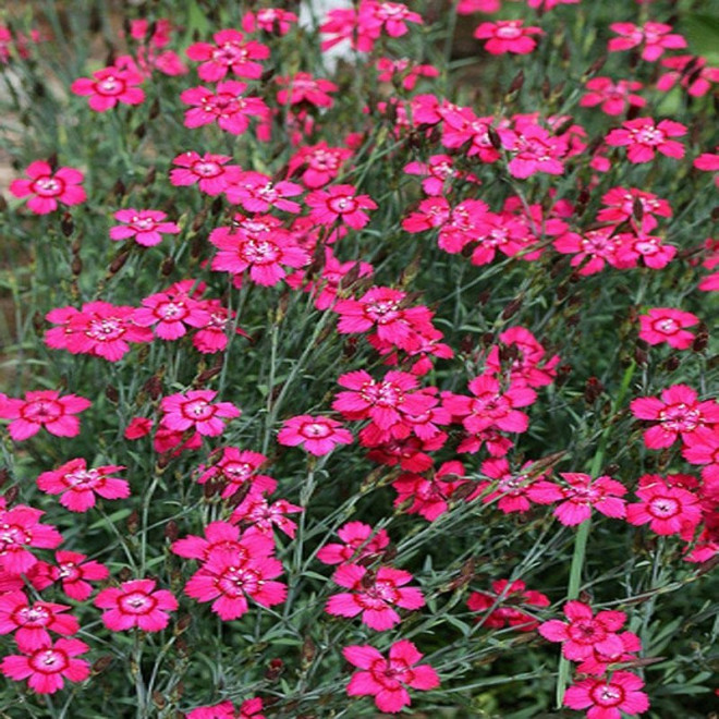 Goździk kropkowany Splendens Dianthus deltoides